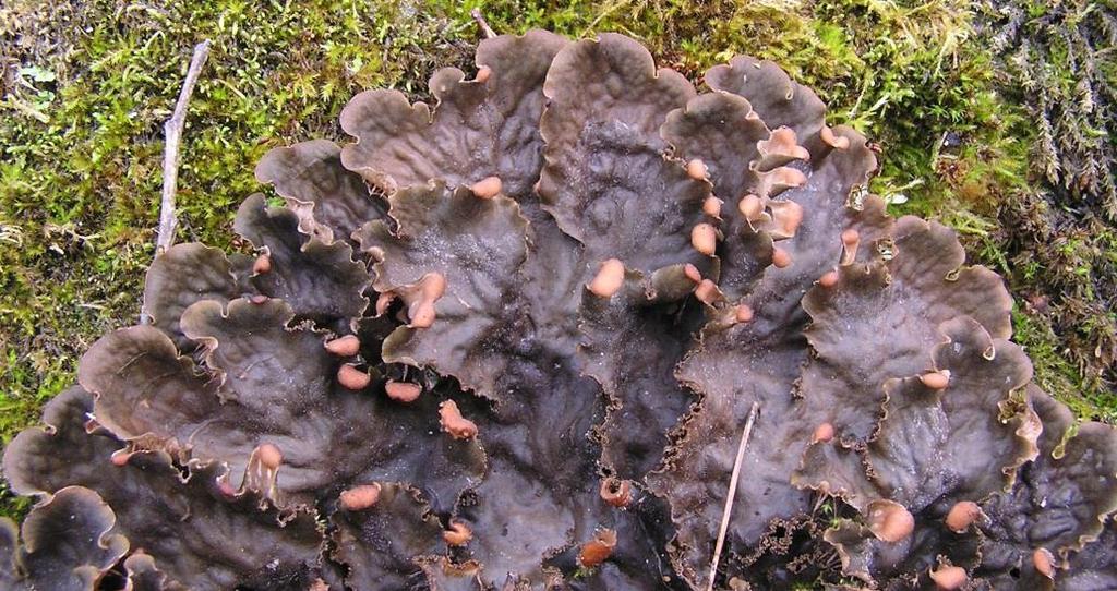 Peltigera praetextata hávnatka obetkaná Lupenitá