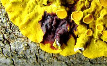 parietin - žluté zbarvení, po reakci s
