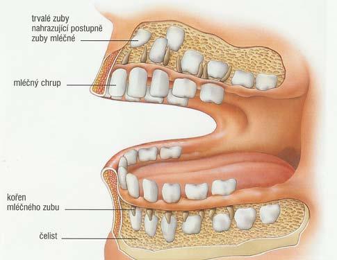 1.2.5. Ústní dutina Ústní dutina a lidská ústa (mají tvar dutiny) jsou počá