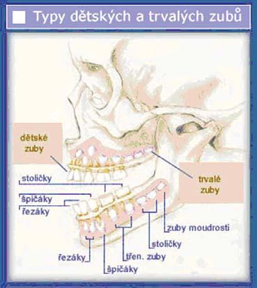 Příloha č. 2 slouží k přijp Rozdělen lení zubů ijímání potravy, zuby jednotlivých živočichů se liší Podle tvaru jednotlivých zubů - homodontní chrup (všechny zuby v čelistech mají stejný tvar, např.