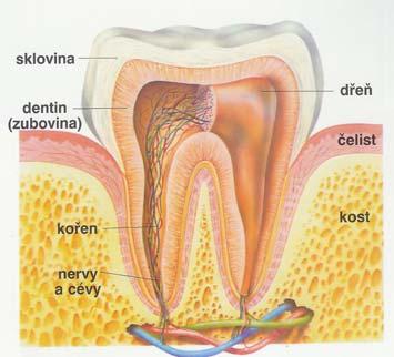periodontium (vazivová vlákna, možnost pohybu.