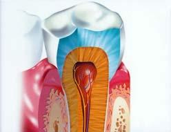 č 7 Každý zub je připevnp ipevněn kořenem enem k čelistní kosti.