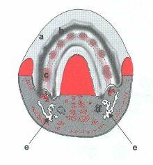 Zubní lišta: a - retní val; b - žlábek předsíně; c - základ zubu (červeně) v zubní liště (růžově); d - Meckelova chrupavka; e - kost dolní čelisti; Obr.č.2 V průběhu formování prochází zub třemi hlavními stádii: 1.