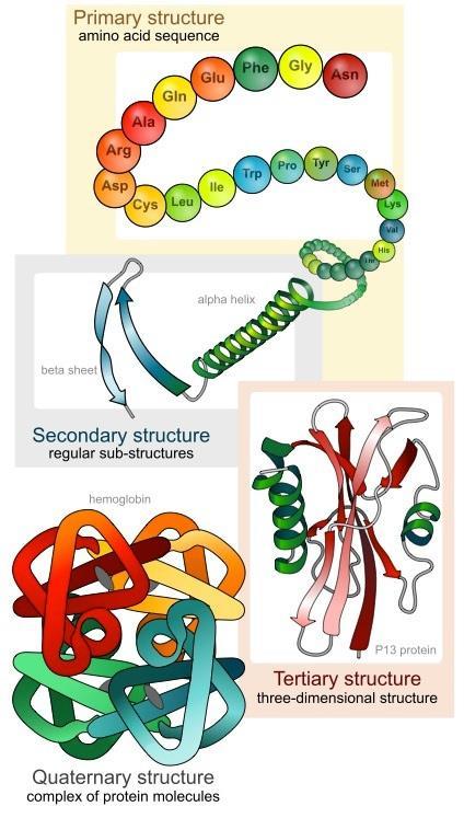 Proteiny bílkoviny Hierarchická struktura oprimární struktura (aminokyseliny, peptidová vazba)