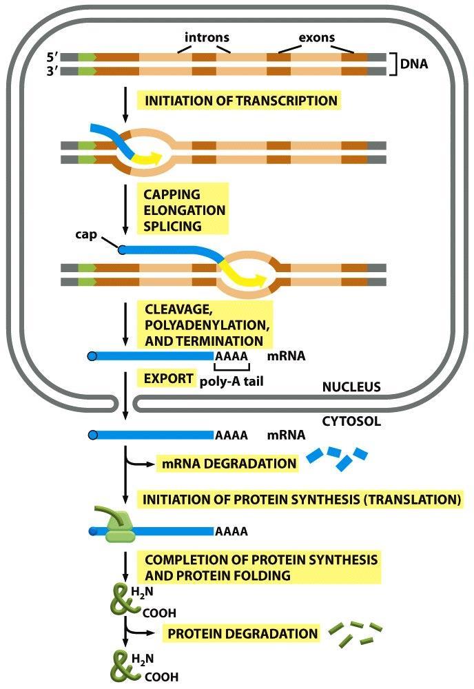 Figure 6-97 Molecular Biology of