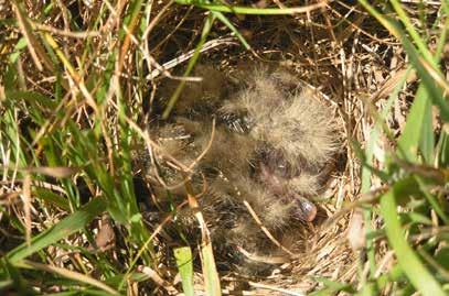 Photo 5: The nest of the Crested Lark (Galerida cristata) with young on 3rd August 2007 near Nepoměřice village (Kutná Hora