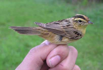 148 Foto 7: Samice rákosníka tamaryškového (Acrocephalus melanopogon) chycená 4.5.2004 na Žehuňském rybníku (k článku na str. 65). Foto L.