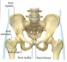 1.2 Kineziologie dolní končetiny Dolní končetinu popisuje Dylevský (2003, 2007a, 2009) jako orgán opory a pohybu vzpřímeného těla po dvou končetinách.