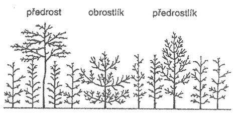 HOSPODÁŘSKÉ A PĚSTEBNÍ VLASTNOSTI STROMU, PĚSTEBNÍ VÝBĚR, PĚSTEBNÍ ZÁSAH zastiňuje a utlačuje sousední stromy shora i zboku, a proto se z porostu zpravidla včas odstraňuje, popř.