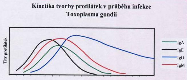 Sensitivní a specifická metoda IgM = akutní infekce 2 týdny až 9-12 měsíců