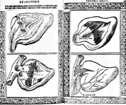 Základy hemodynamiky Michael