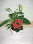 Blumenschűssel mini Mini bowl plant G 04
