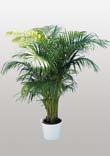 plant up to 120 cm Palma G 09 Dek. rostl.