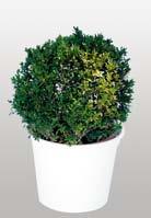 plant up to 180 cm G 09a Dek. rostl.