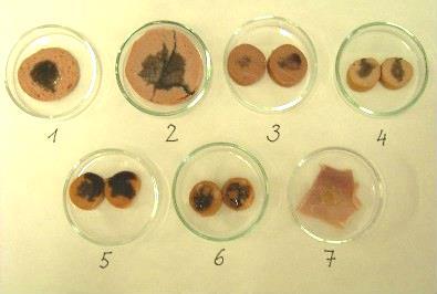 48 3. Laboratorní experimenty s přírodními látkami kde k vysrážení proteinů již došlo účinkem mikroorganismů.) Vysrážený protein (převážně kasein) oddělte filtrací.