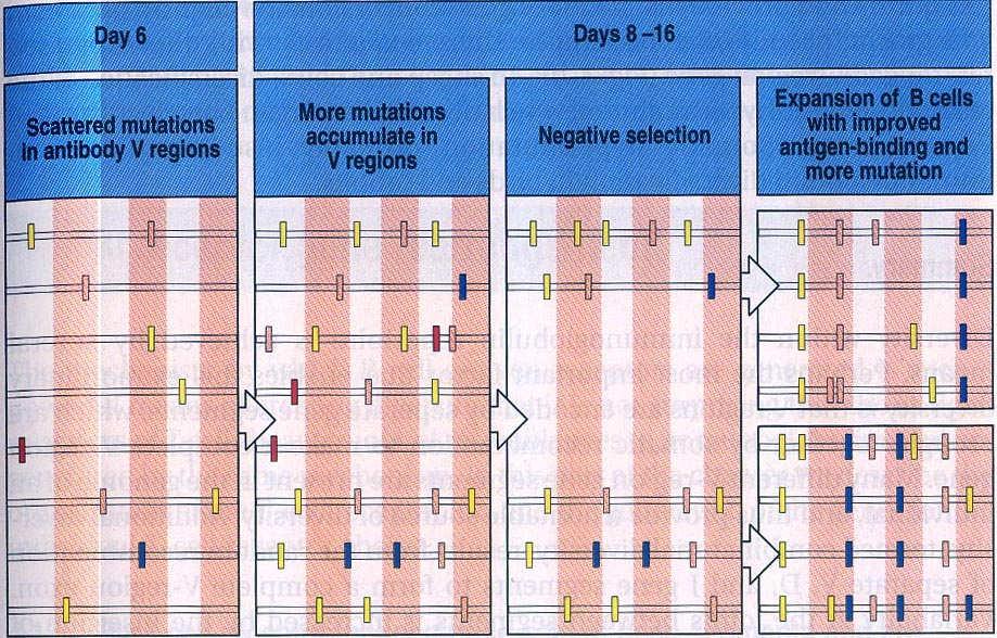Vznik somatických hypermutací v přeskupené variabilní oblasti imunoglobulinového řetězce Rozptýlené mutace v oblasti V Akumulace více mutací v oblasti V Negativní selekce Proliferace B buněk silně