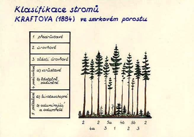 - klasifikace stromového inventáře