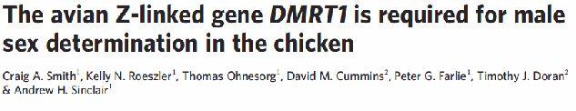 - Dmrt1 - u ptáků na Z, podezřelý z determinace pohlaví