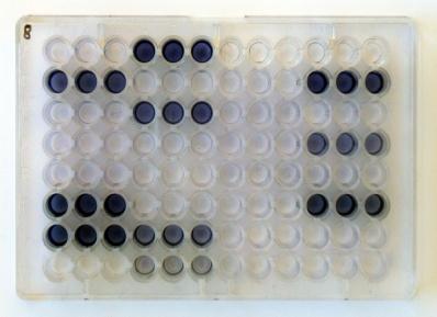 ) Promytí - odstranění planktonických buněk 3) Průkaz vytvořené biofilmové