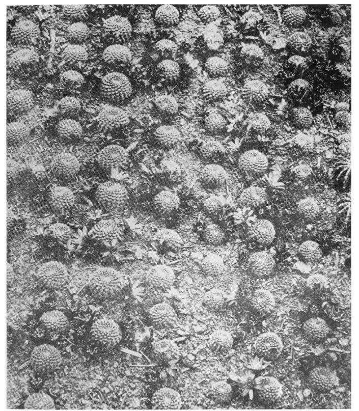 REBUTIA minuscula: Herbstaussaat.