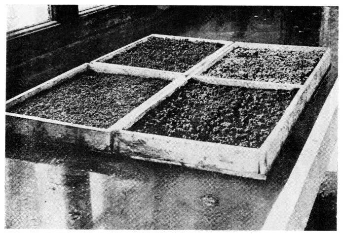 Mischung (soweit vorrätig) Ohne Opuntien: 100 Korn 1000 Korn 10.000 Korn 100 gr Kilo MÉXICO-SORTEN 0 60 5 30 130 1.000 SÜD-AMERICA-S. 0 80 6 40 195 1.500 CEREUS 0 80 6 40 195 1.