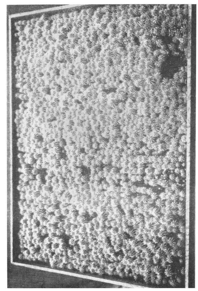D. Strausii (Nro 18)