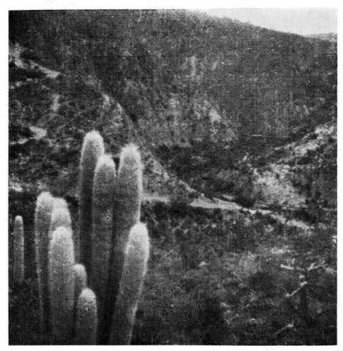 Senilisthales 1923.