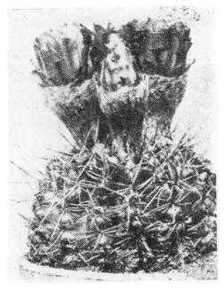 NOTOCACTUS floricomus,