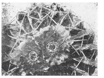 MALACOCARPUS