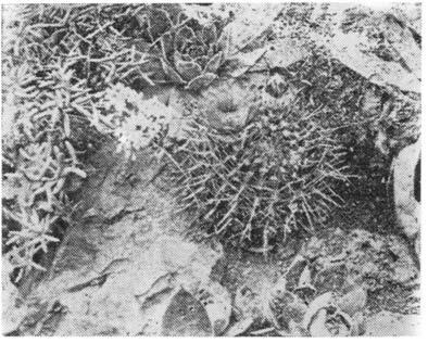NOTOCACTUS mammullosus haltet auf Alpinum