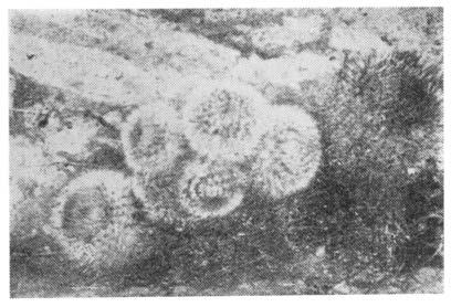 NOTOCACTUS scopa Naturaufnahme aus