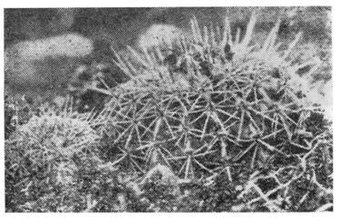 MALACOCARPUS Arechavaletai, Frič &