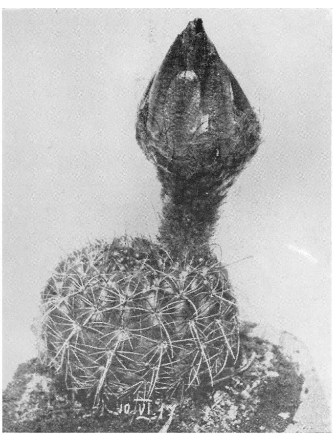 NOTOCACTUS concinus