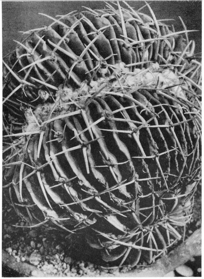 Echinocactus (Malacocarpus) Besručii cristatus Frič Heimat Süd-Brasilien. Volle Sonne. Lehmige Erde.