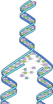 2 Porovnání řetězců 2.1 Základní pojmy 2.1.1 DNA Molekula DNA (Deoxyribonukleová kyselina) je specifická svými jedinečnými vlastnostmi.
