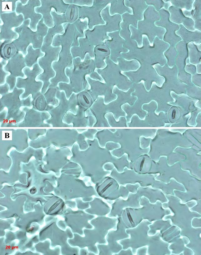 A B Obrázek 11: Srovnání velikosti průduchů u kontroly (A) a polyploidní