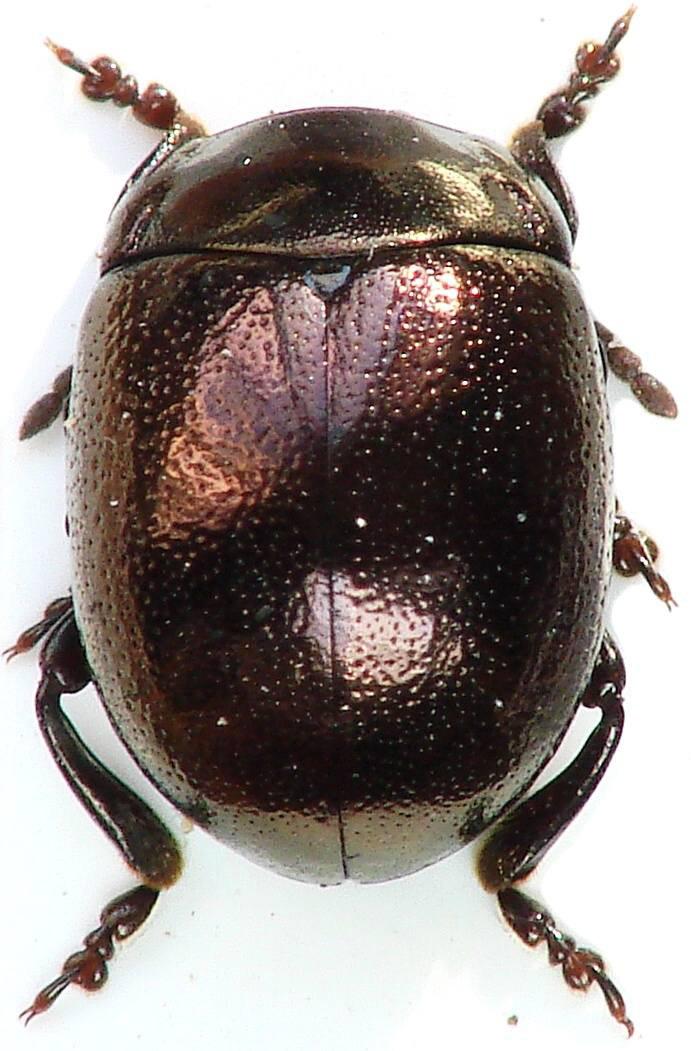 Eucnemidae Eucnemis capucina Ahrens, 1812 EN B1: 21.V.2009, 2 ex., SA lgt., det. et coll. V ČR vzácnější druh vázaný na mrtvé dřevo listnatých stromů i mimo lesní porosty (aleje, břehové porosty apod.