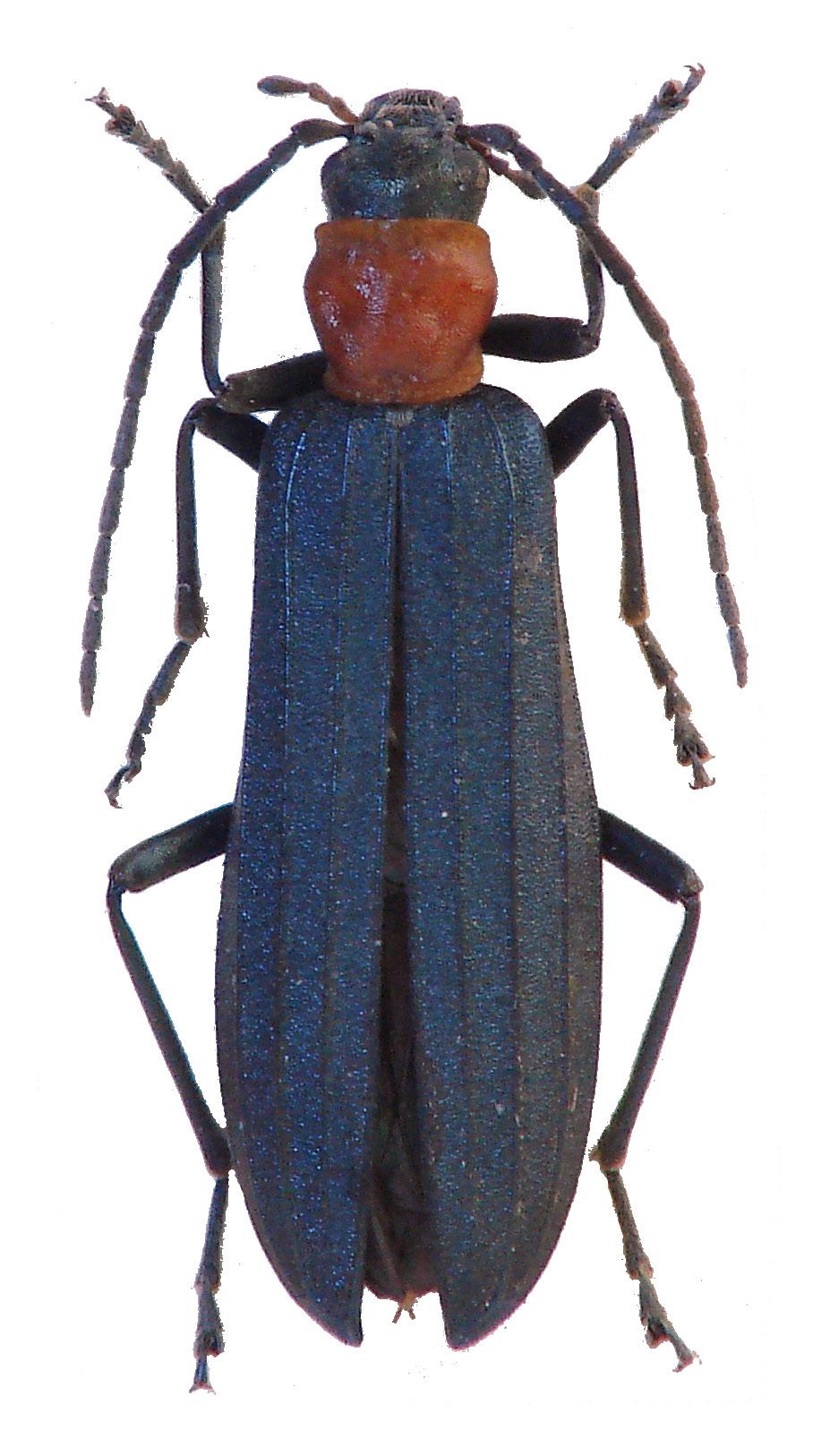 Mycetophagus piceus (Fabricius, 1777) NT B1: 5.V.2012, 2 ex., BS lgt., BV det. et coll.; 25.VIII.2012, 1 ex., BS lgt., BV det. et coll.; dtto, 2 ex., TV lgt., det. et coll.; 31.VIII.2013, 2 ex.