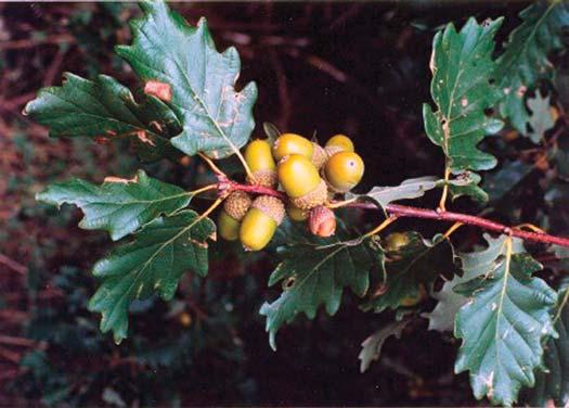 Buriánek,Novotný, Benedíková: Výsledky fenotypového šetření v porostech domácích druhů dubu (Quercus spp.) Foto 3. Quercus polycarpa.