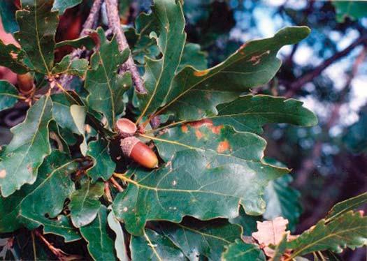 Buriánek,Novotný, Benedíková: Výsledky fenotypového šetření v porostech domácích druhů dubu (Quercus spp.