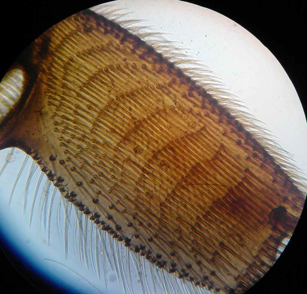 Končetina třetího páru detail ochlupení paty pylový hřeben pata ( metatarsus ) pylové kartáčky ( k