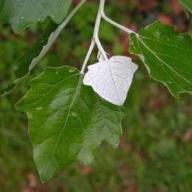 střídavé, vejčitě okrouhlé 3-6 cm