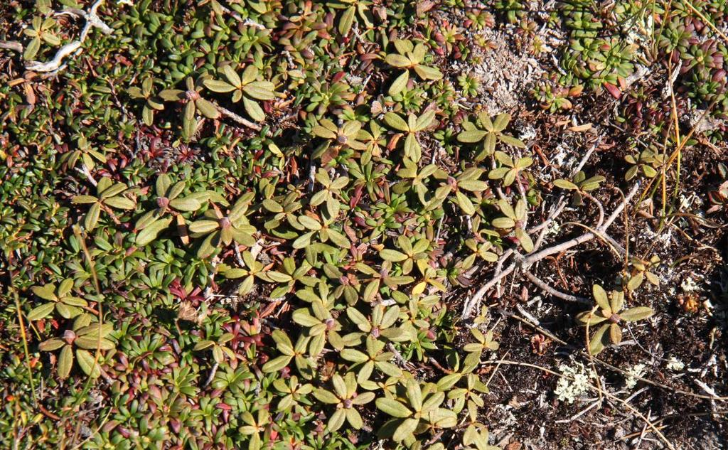 Keříčková tundra Rhododendron