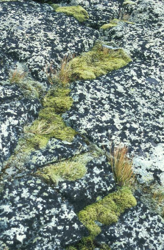 Keříčková tundra Diphasiastrum alpinum,