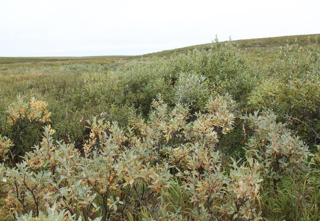 Keříčková tundra vyšší křoviny vlhčích míst Salix glauca, S. lanata, S. lapponum, S. myrsinites, S.