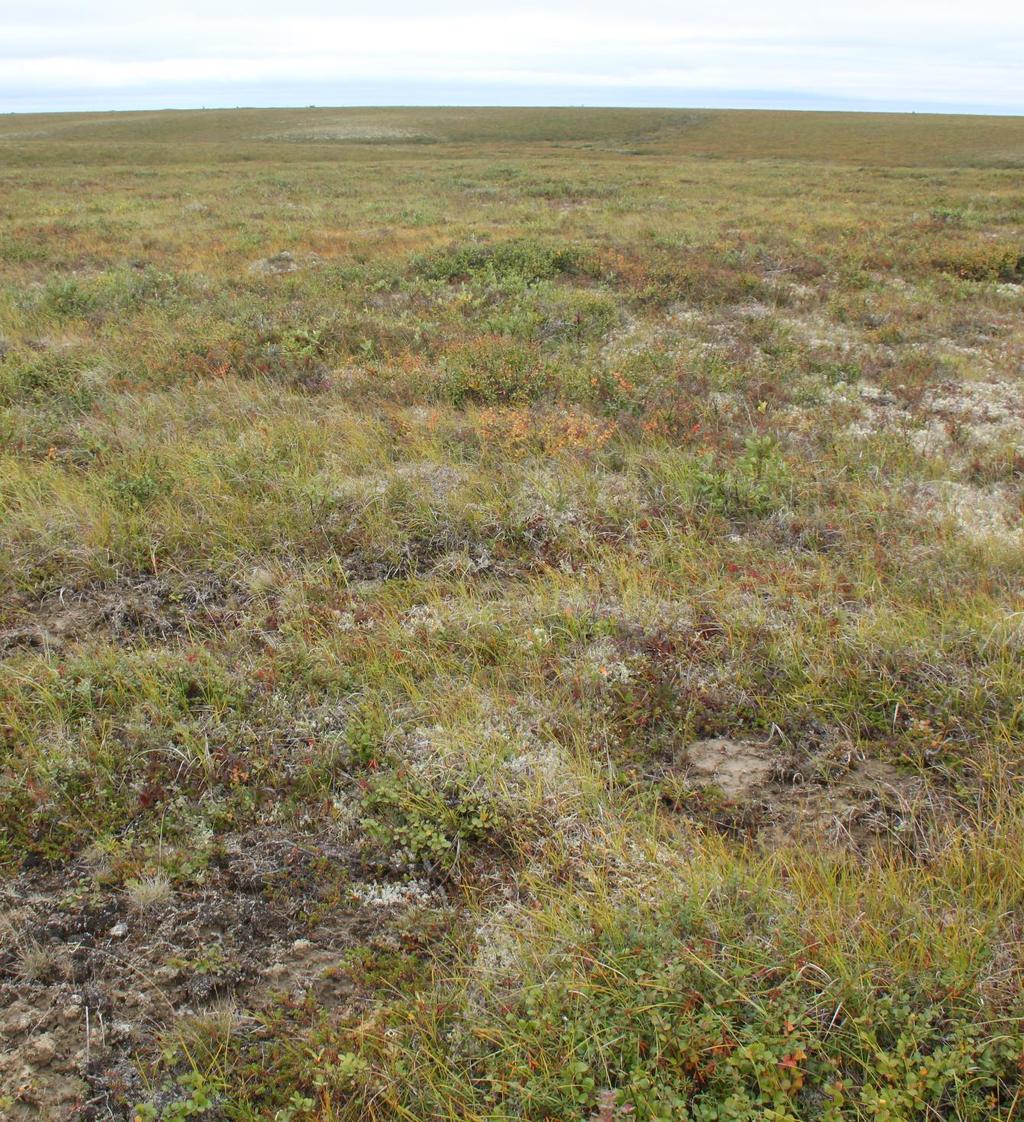 Keříčková tundra Tazovskij, Rusko dominují keříčky, např. Betula nana, Vaccinium spp., Empetrum spp. Rhododendron spp.