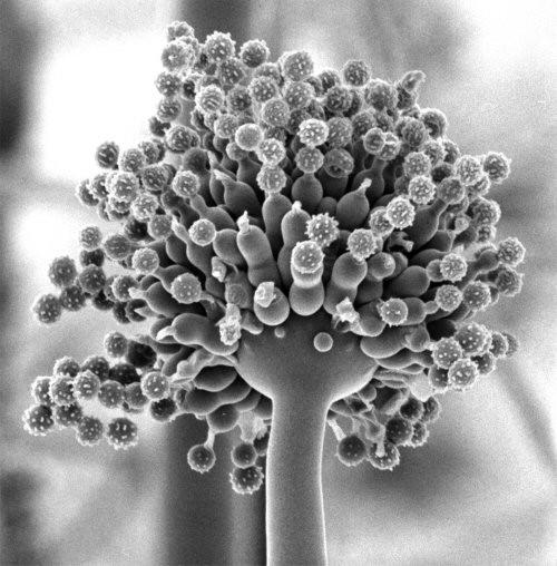 Aspergillus sp.