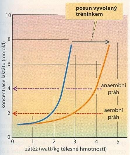 1.4 Hladina laktátu v krvi Hladina laktátu v krvi při vytrvalostním běhu se odvíjí od intenzity běhu, která je adekvátní délce