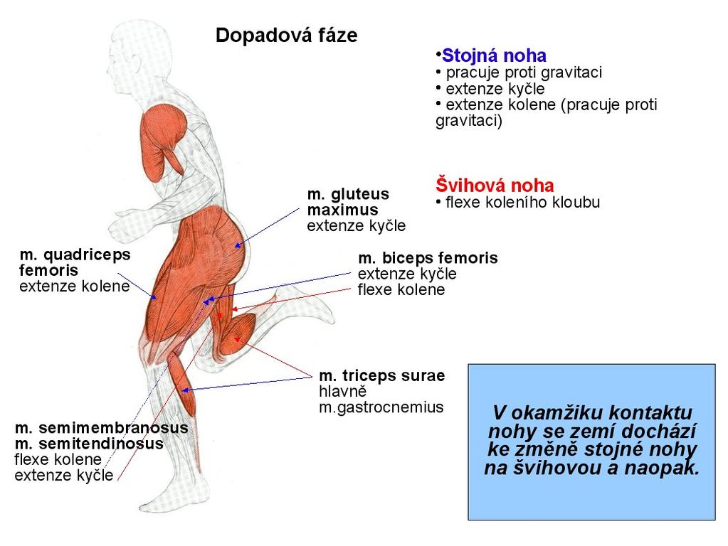 2 Kineziologická analýza Jedná se o přirozenou bipedální lokomoci.