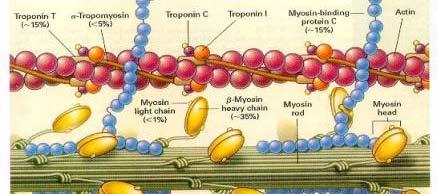 Troponin Molekula troponinu má 3 podjednotky Tn-C (kde probíhá vazba vápenatých iontů) Tn-T (spojuje troponin s tropomyozinem) Tn-I (v klidu brání tvorbě můstků mezi aktinem a myozinem, tento